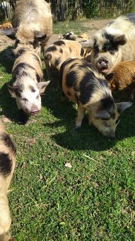 Kune kune - 3
