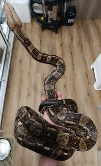 Hroznýš královský, boa constriktor imperator - 3