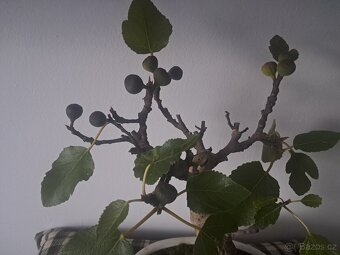 Bonsaj,bonsai Fikovnik smokvoň - 3