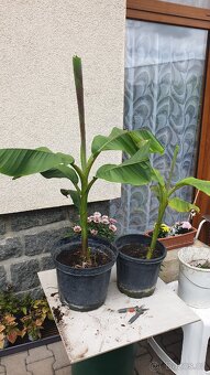 Banánovník Musa basjoo - 3