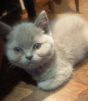 Britská čistokrevná krátkosrstá koťatka s PP - 3