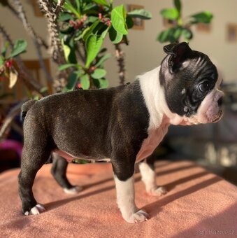 Bostonský teriér - 3