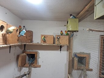 Agapornis Fiseruv a škraboškový - 3