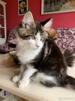 mainská mývalí s PP - kocourek 4 měsíce - 3