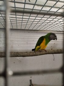 Samec..Papoušek senegalský - 3