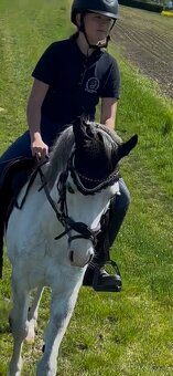 Prodám klisnu Welsh pony - 3