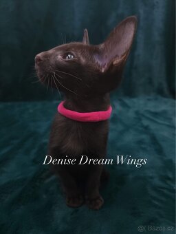 Orientální kočka s PP Denise Dream Wings - 3