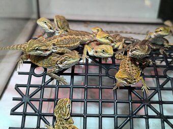 Agama vousatá České Budějovice - 3