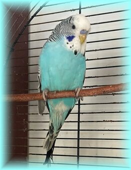 Mladé andulky - andulka vlnkovaná 6-8/2025 - 3