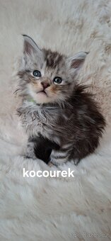 Mainská mývalí bez PP - 3