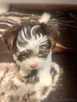 Jorksirsky terier biwier - 3