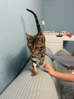 Bengálská kočka s PP na chov - 3