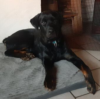 Rotvajler štěně bez pp - 3