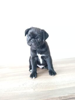 Mops - 3