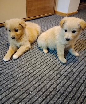 Zlatý retrívr/retriever - 3