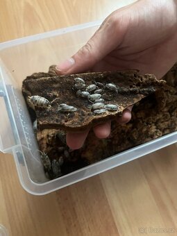 Isopodi Porcellio laevis – Dairy cow - 3