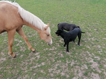 American Paint Horse - 3