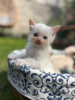 Ragdoll koťátka bez PP - 3
