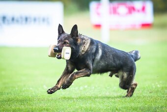 Německý ovčák s PP FCI - 3