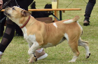 american bully - fena 16 měsíců,kastrovaná - 3