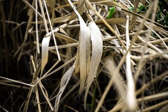 Canon Zoom Lens FD 70-210mm f/4 - 3
