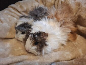 Morče - dvě krásné malé sestřičky - 3