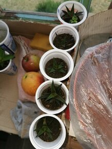 Sukulenty. kaktusy, tlustice, sansevierie, pokojové rostliny - 3