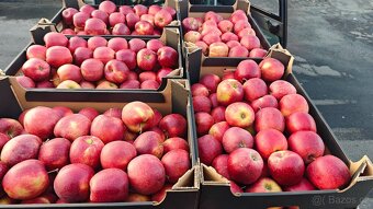 Jablka k uskladnění - 3