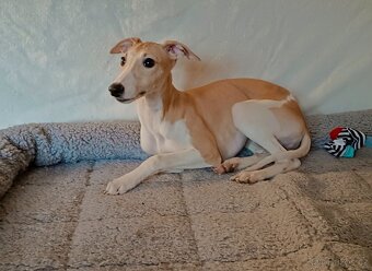 Whippet - štěňata s PP - 3