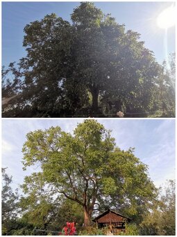 Zdravotní řez ořešáků - 3