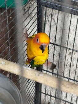 Aratinga sluneční - 3