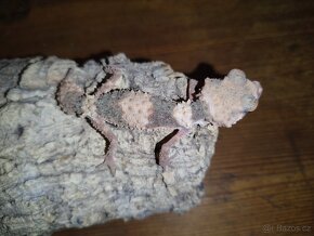 Nephorurus wheeleri cinctus 2ks samec, 1ks samice - 3