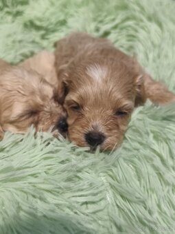 Maltipoo - 3