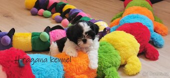 Štěňátka SHIH-TZU s PP - 3