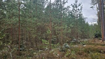 Prodej lesa 32388 m² Břilice u Třeboně - 3