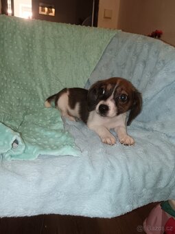 Štěňátka kříženci čivavy a jezevčíka ( chiweenie ) - 3