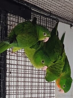 Prodám - koupím -vyměním - 3