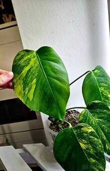 Monstera Deliciosa Aurea - 3