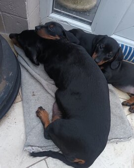 Jezevčík trpasličí - 3