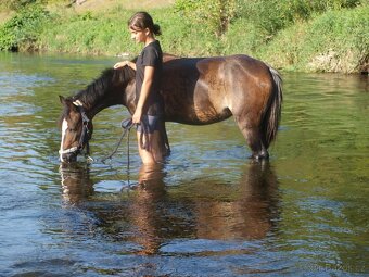 Klisnička Welsh pony, sekce B na prodej - 3