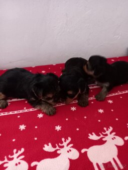 Štěňata yorkshire terier, jorkšír - 3