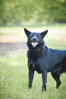 Pepko - x kelpie, mladý, aktivní, 1 rok - 3
