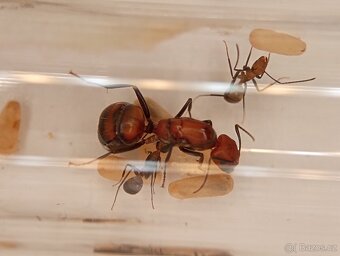 Mravenec nikobarský (Camponotus nicobarensis) - 3