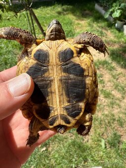Testudo Hermanni ročník 2021 - 3