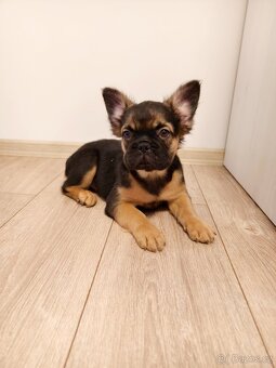 Francouzský buldoček FLUFFY - 3