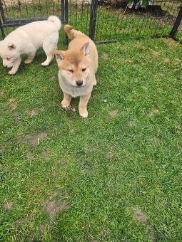 Shiba inu - 3