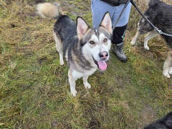 Rodinné důvody - 3