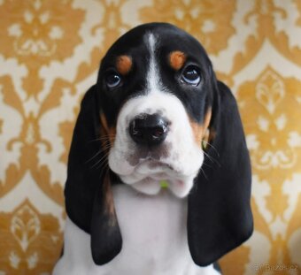 Štěně fenka  s PP ihned k odběru - 3