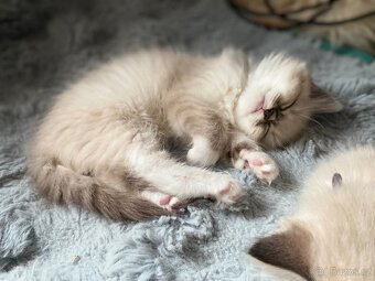 Ragdoll koťata s PP FIFe - 3