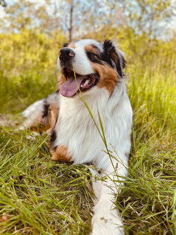 Australský ovčak ke krytí - 3